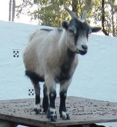 The Farmyard Holiday Park