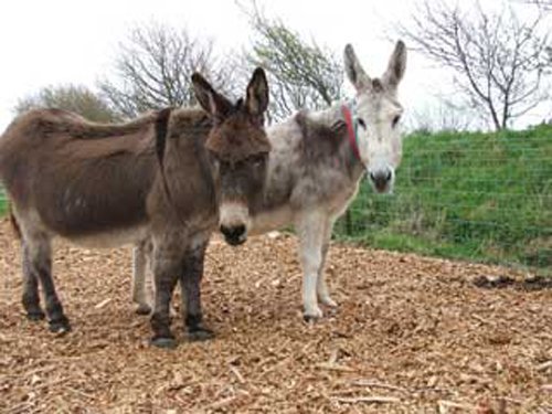 Hawkridge Farm Animal Park
