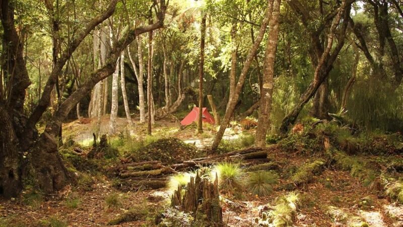 North Arm Campsite
